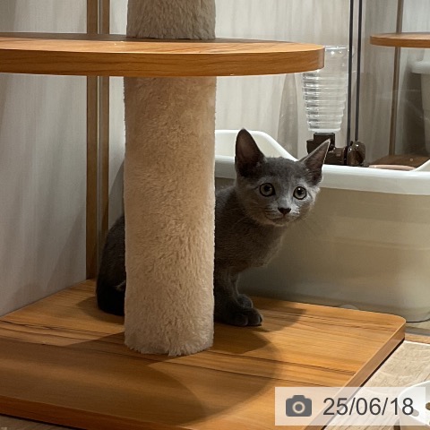 ロシアンブルーの写真