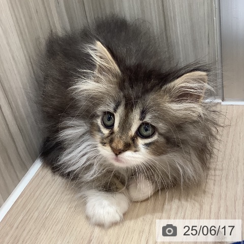 ノルウェージャンフォレストキャットの写真