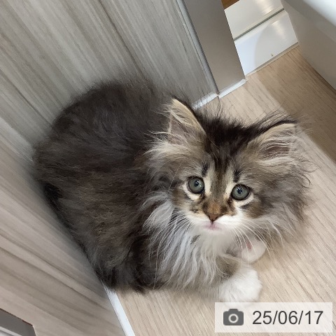 ノルウェージャンフォレストキャットの写真