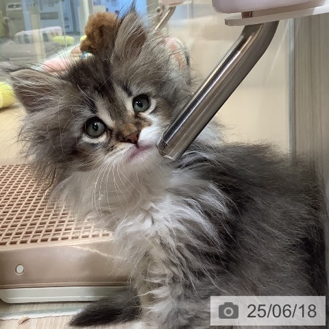 ノルウェージャンフォレストキャットの写真
