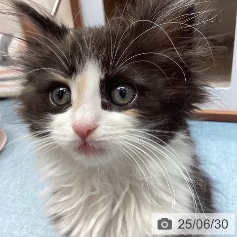 ノルウェージャンフォレストキャットの写真