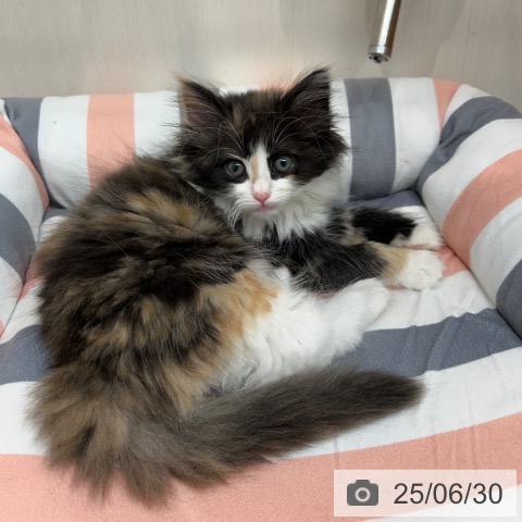 ノルウェージャンフォレストキャットの写真