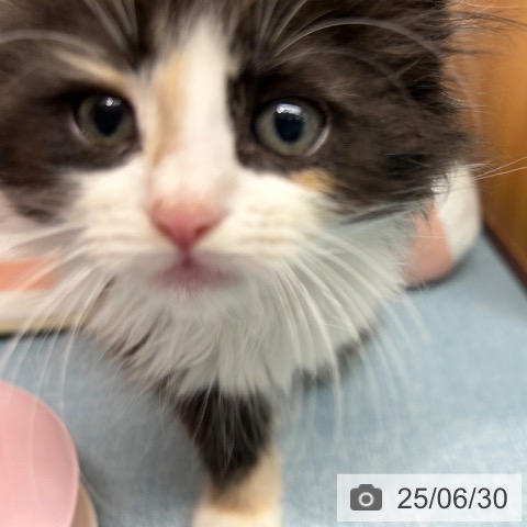 ノルウェージャンフォレストキャットの写真