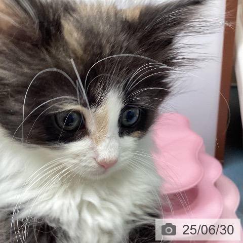 ノルウェージャンフォレストキャットの写真