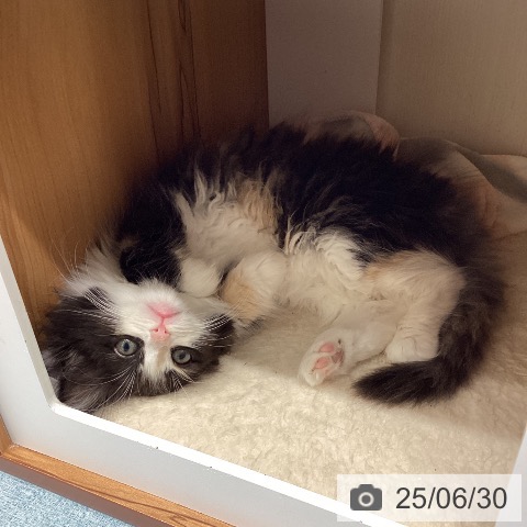 ノルウェージャンフォレストキャットの写真