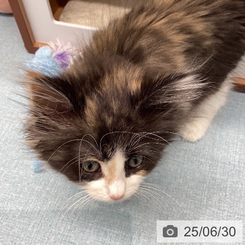 ノルウェージャンフォレストキャットの写真