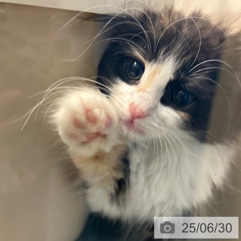 ノルウェージャンフォレストキャットの写真