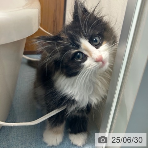 ノルウェージャンフォレストキャットの写真