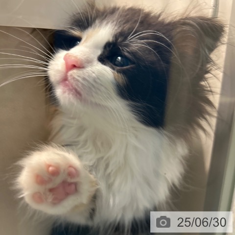 ノルウェージャンフォレストキャットの写真