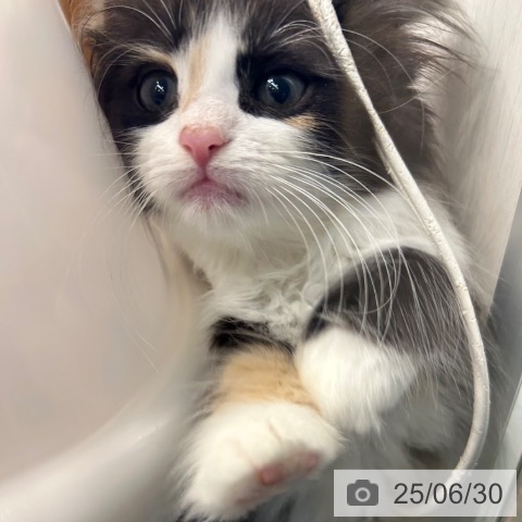 ノルウェージャンフォレストキャットの写真