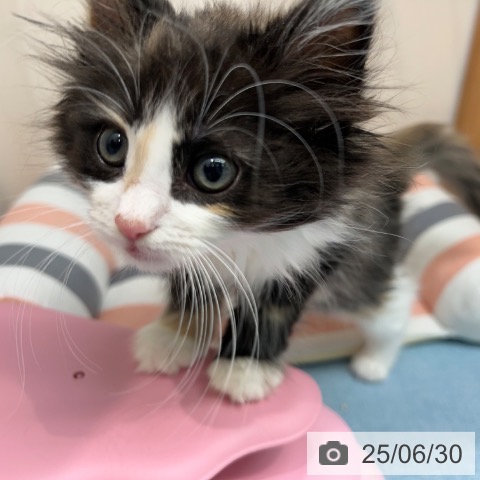 ノルウェージャンフォレストキャットの写真