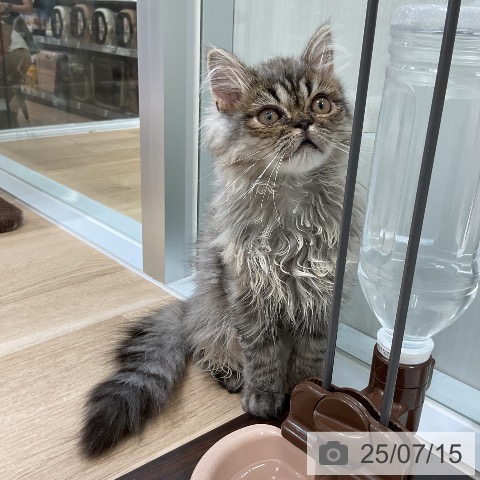 サイベリアンの写真