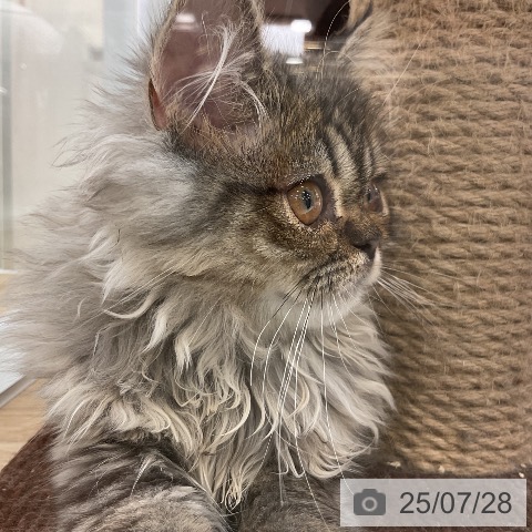 サイベリアンの写真