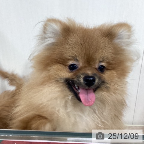 ポメラニアンの写真