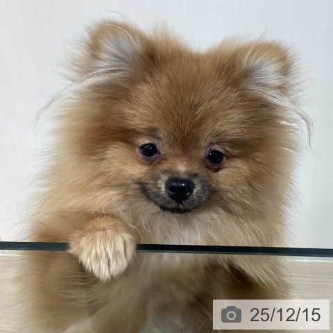 千葉県のポメラニアン (ペットプラス 柏店/2025年4月14日生まれ/男の子/オレンジ)の子犬の3枚目の画像