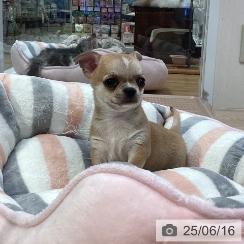 チワワの写真