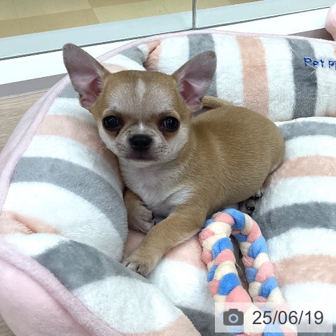 チワワの写真