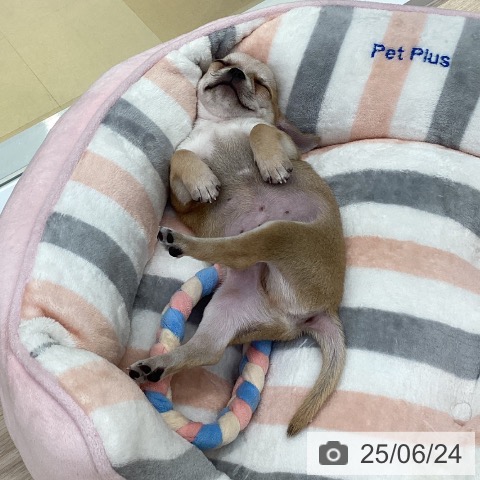 チワワの写真