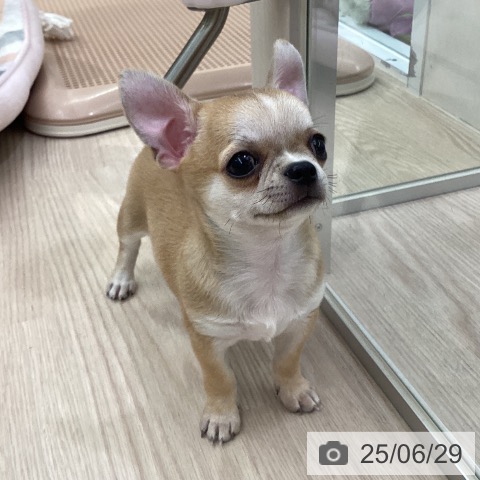 チワワの写真