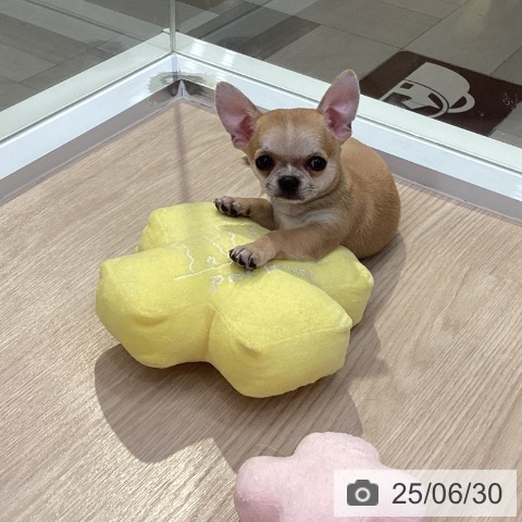 チワワの写真