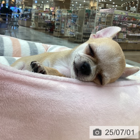 チワワの写真