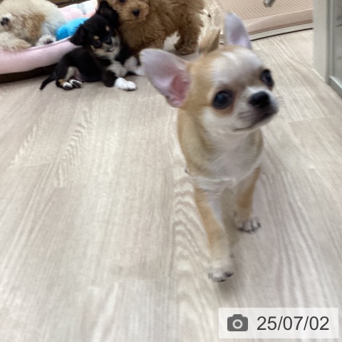 チワワの写真