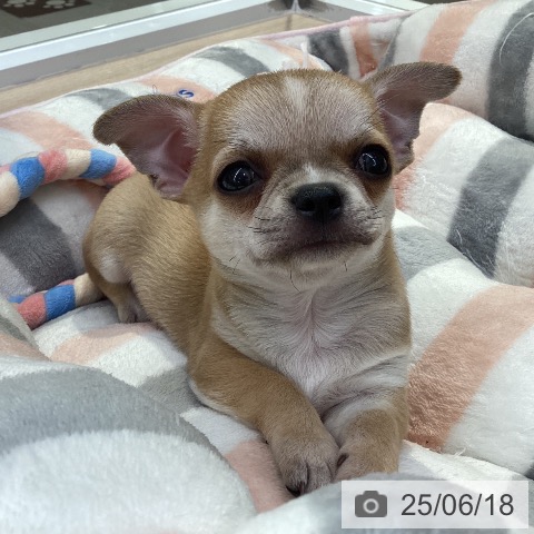 チワワの写真
