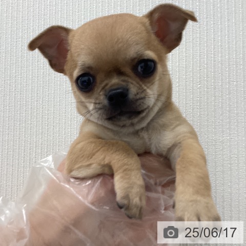 チワワの写真