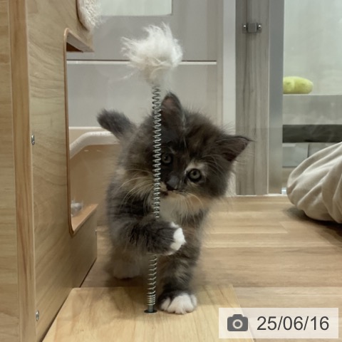 ラガマフィンの写真