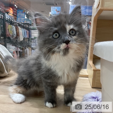 ラガマフィンの写真