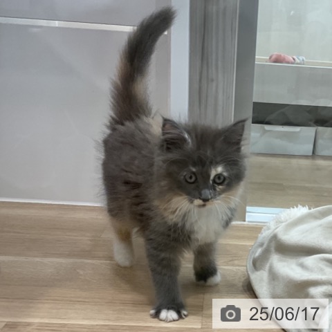 ラガマフィンの写真