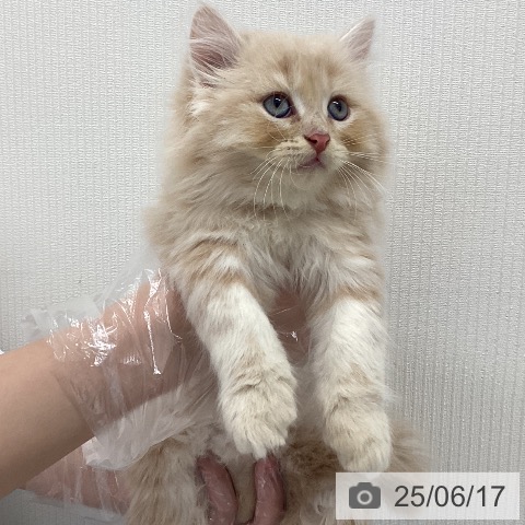 サイベリアンの写真