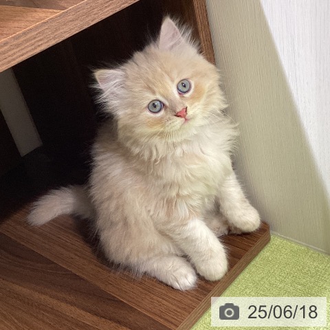 サイベリアンの写真
