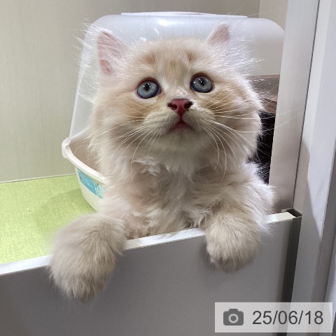 サイベリアンの写真