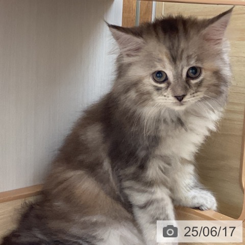 サイベリアンの写真