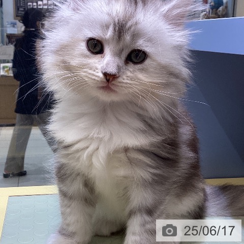 サイベリアンの写真