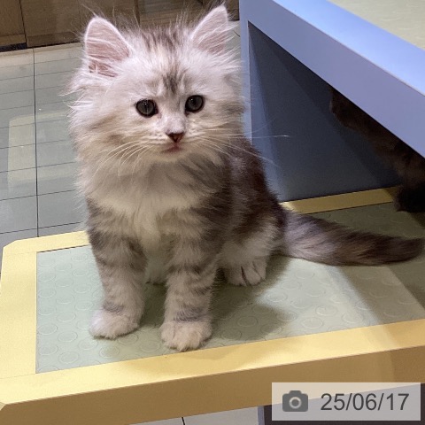 サイベリアンの写真