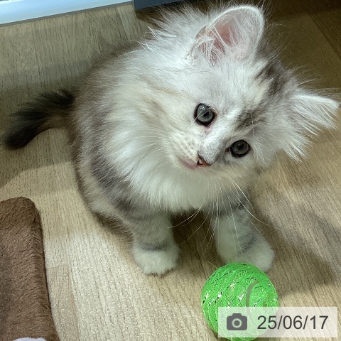 サイベリアンの写真