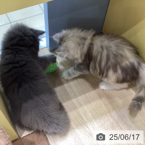 サイベリアンの写真