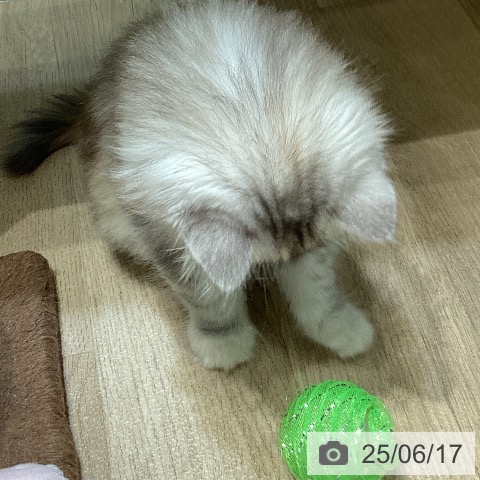 サイベリアンの写真