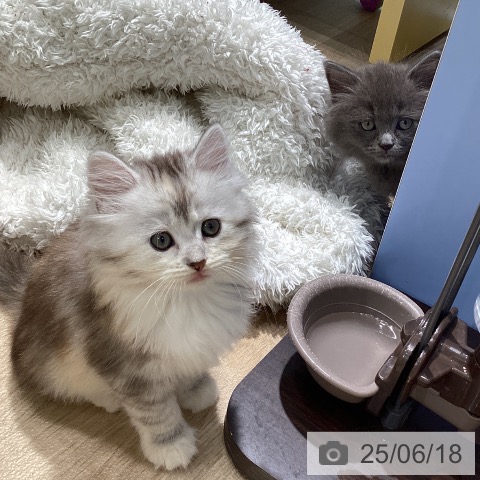 サイベリアンの写真