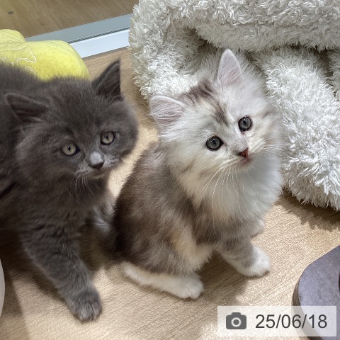 サイベリアンの写真