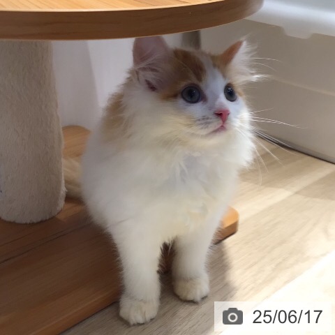 サイベリアンの写真