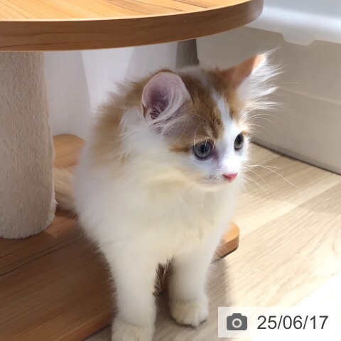 サイベリアンの写真