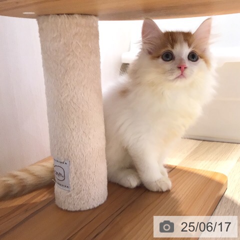 サイベリアンの写真
