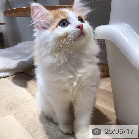 サイベリアンの写真