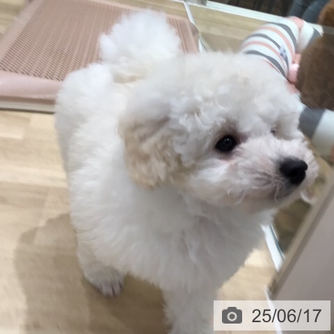 トイ・プードルの写真