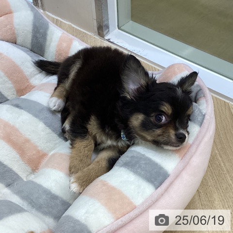 チワワの写真