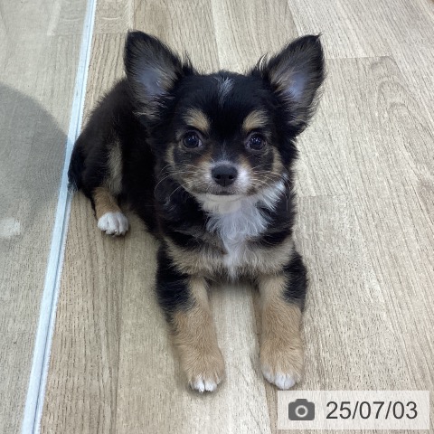 チワワの写真
