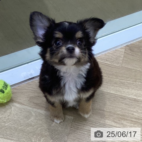 チワワの写真